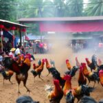 Judi  Sabung Ayam Terbaik